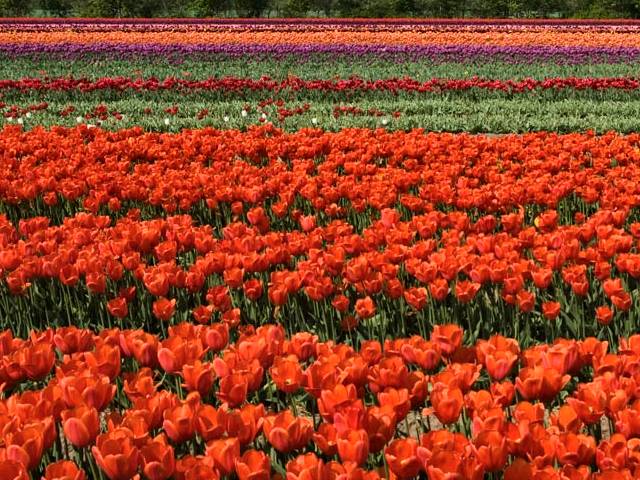 Tulipaner i Fole